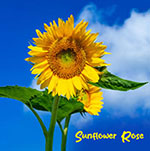 sunflowerrose.it – Scopri la tua oasi di comfort a Matera